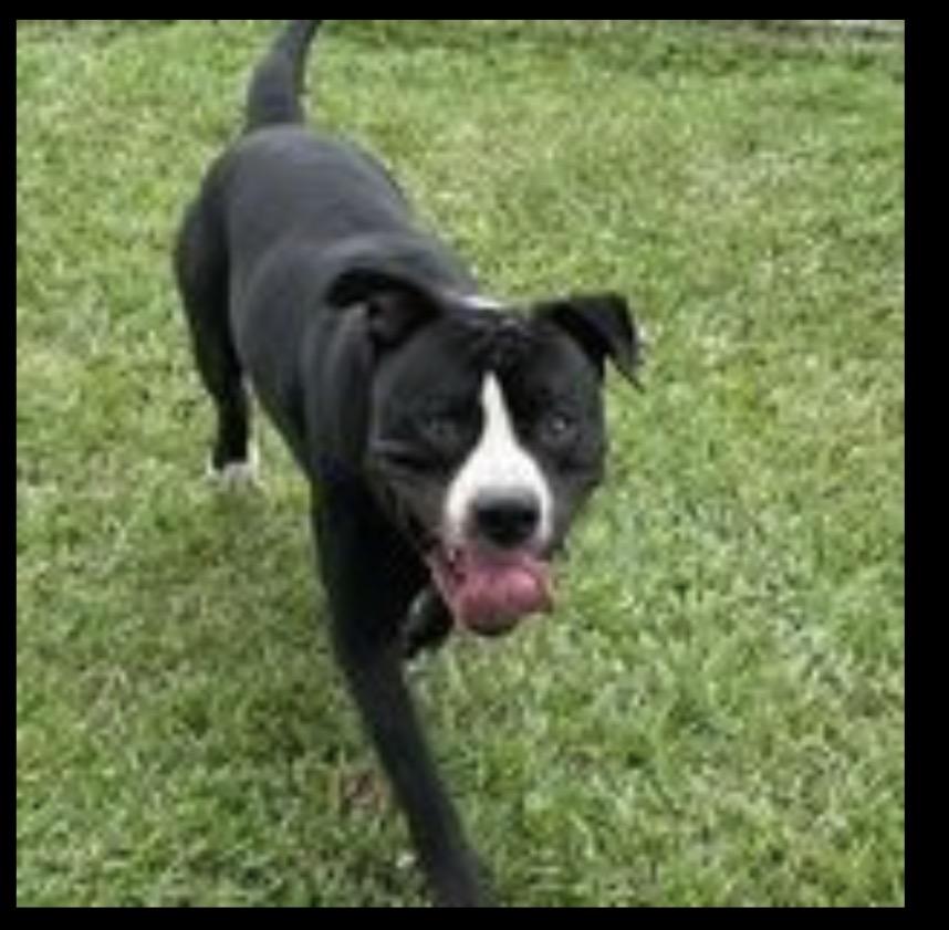 Jake, a ADOPTABLE Mixed Breed in Conway, SC image 3/3