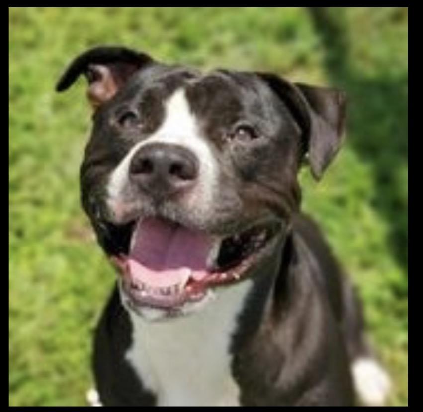Jake, a ADOPTABLE Mixed Breed in Conway, SC image 2/3
