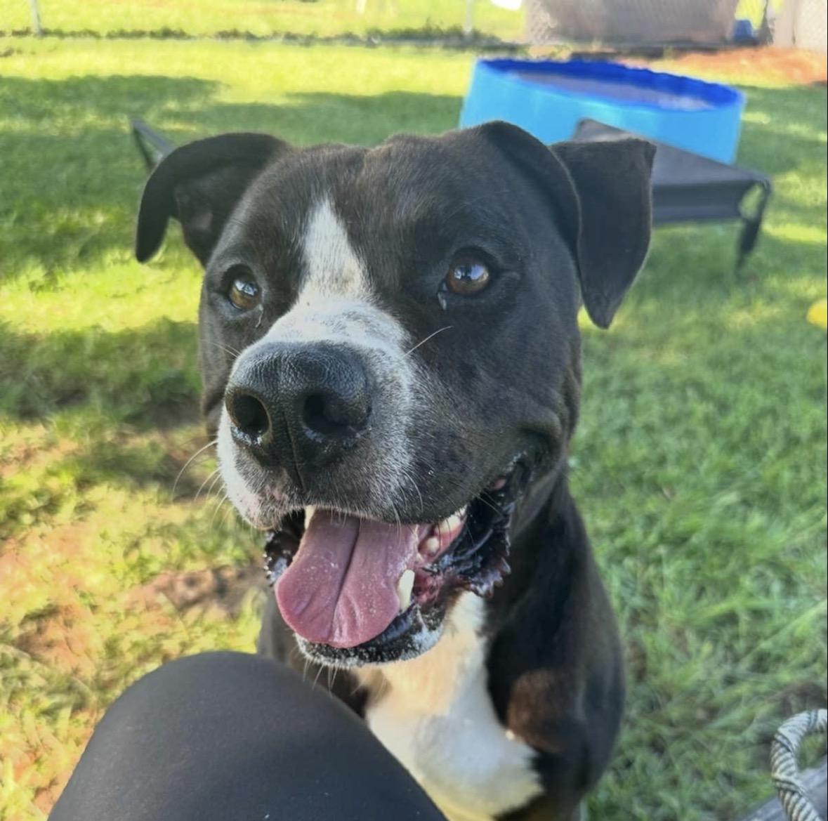 Jake, ADOPTABLE, Young Male Mixed Breed.