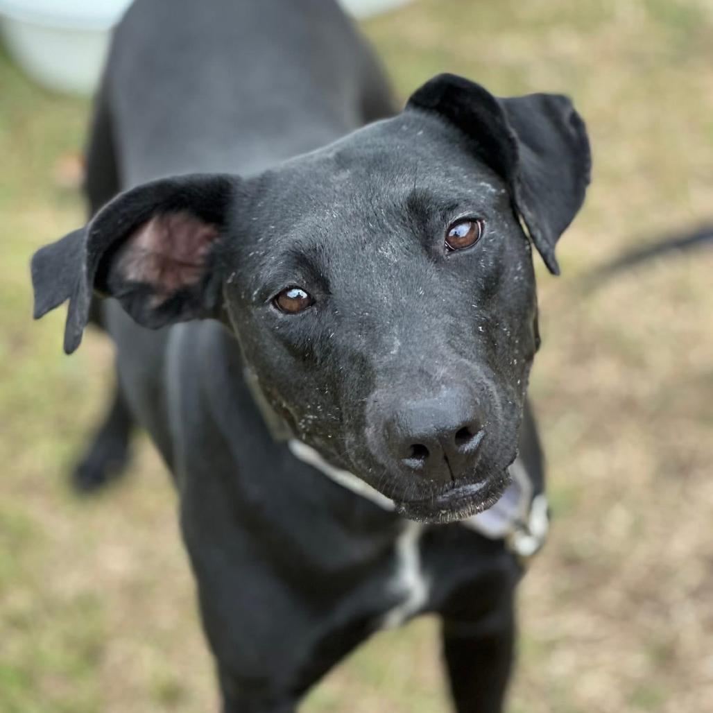 Willow, Adoptable, Adult Female Labrador Retriever & Mixed Breed.