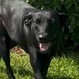 Enlarge Willow, a Adoptable mixed breed in Marshall, TX image 2/4