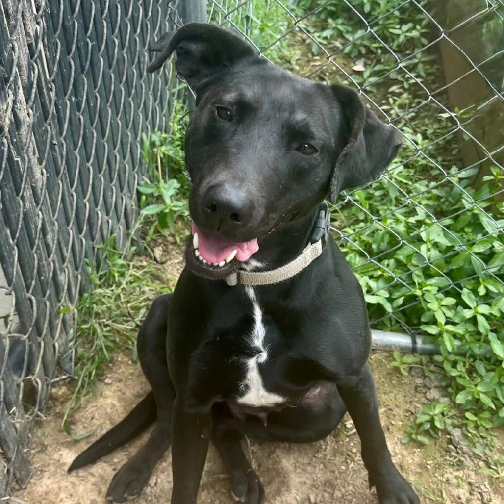 Enlarge Willow, a Adoptable mixed breed in Marshall, TX image 3/6