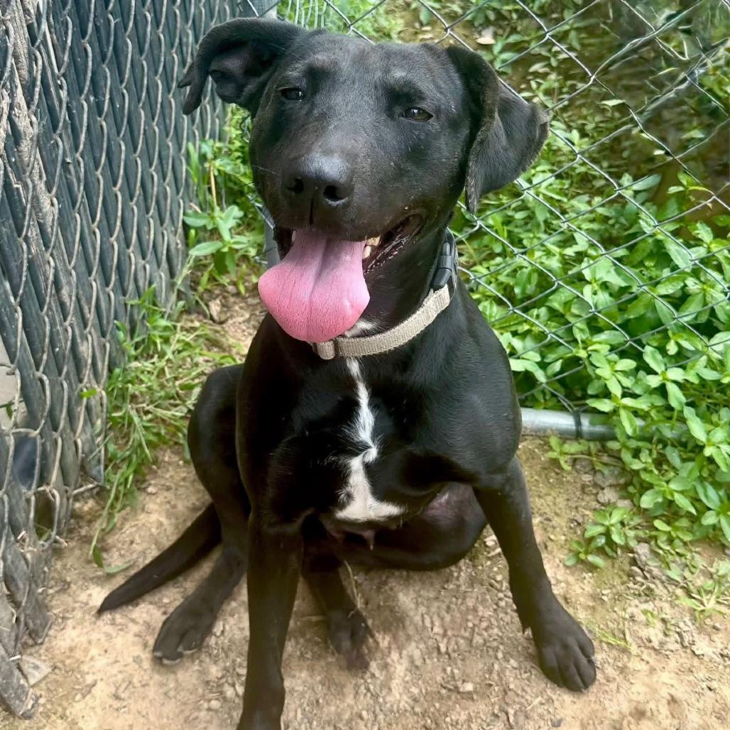 Enlarge Willow, a Adoptable mixed breed in Marshall, TX image 5/6