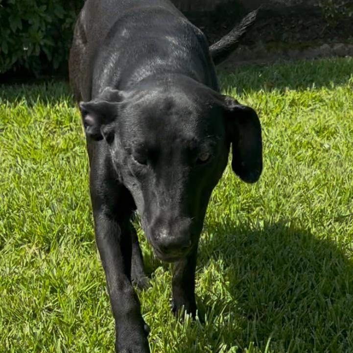 Enlarge Willow, a Adoptable mixed breed in Marshall, TX image 4/4