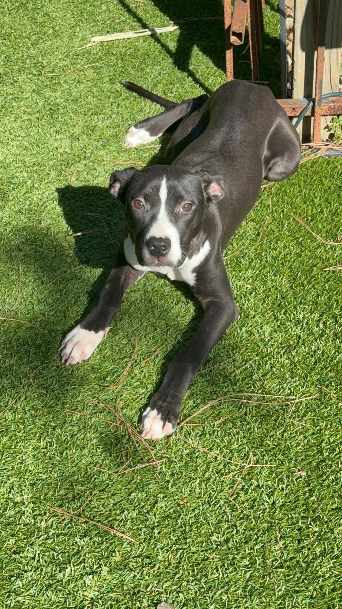 Enlarge Fana, a Adoptable mixed breed in Horseheads, NY image 5/6