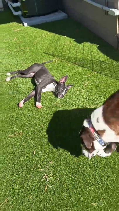 Enlarge Fana, a Adoptable mixed breed in Horseheads, NY video 3/6