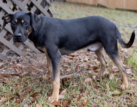 Bones, a Adoptable mixed breed in Monroeville , PA image 5/6