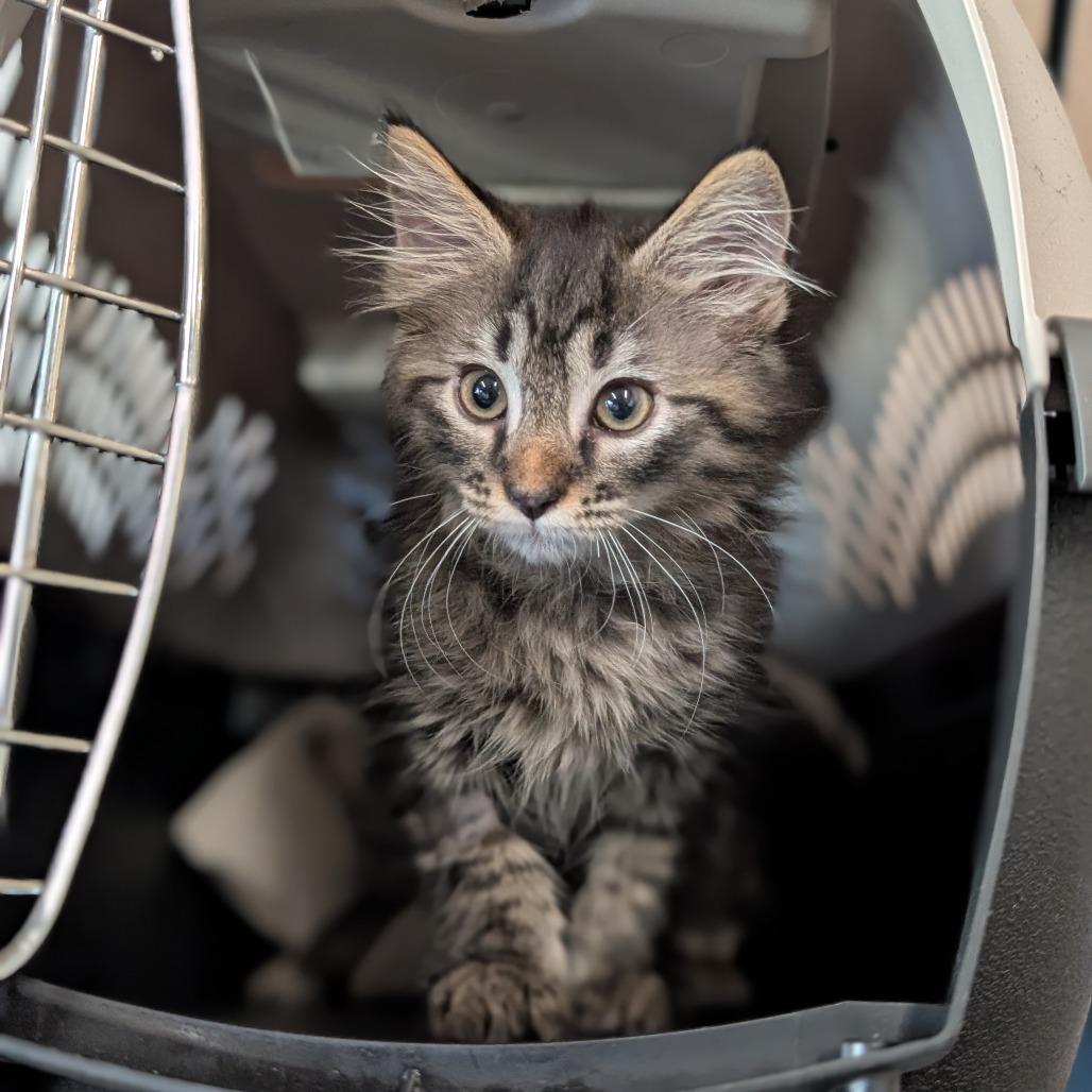 Xander, Adoptable, Kitten Male Domestic Medium Hair.