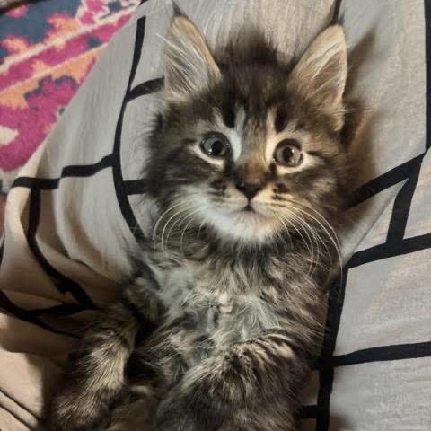 Enlarge Xander, a Adoptable Domestic Medium Hair in Asheville, NC image 2/6