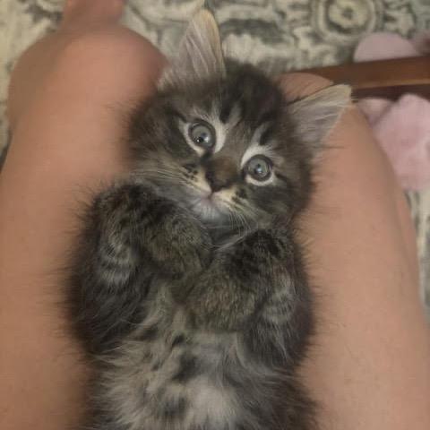 Enlarge Xander, a Adoptable Domestic Medium Hair in Asheville, NC image 3/6