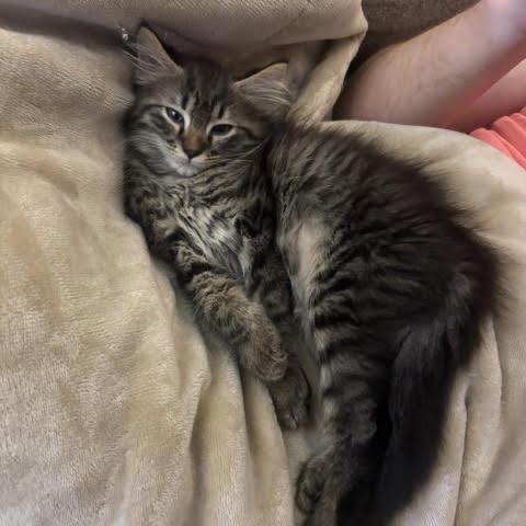 Enlarge Xander, a Adoptable Domestic Medium Hair in Asheville, NC image 4/6
