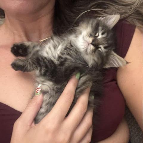Enlarge Xander, a Adoptable Domestic Medium Hair in Asheville, NC image 5/6