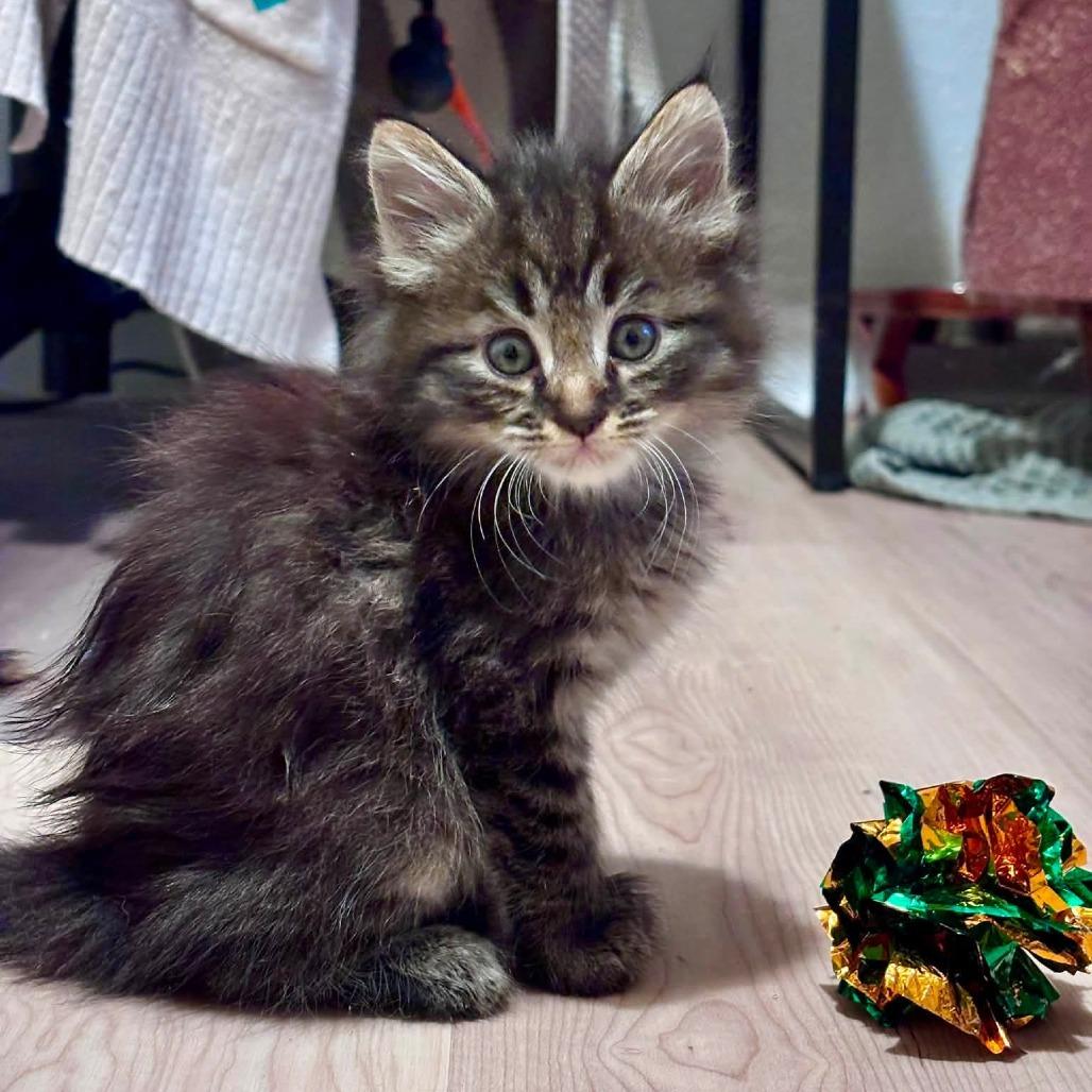 Enlarge Xander, a Adoptable Domestic Medium Hair in Asheville, NC image 6/6