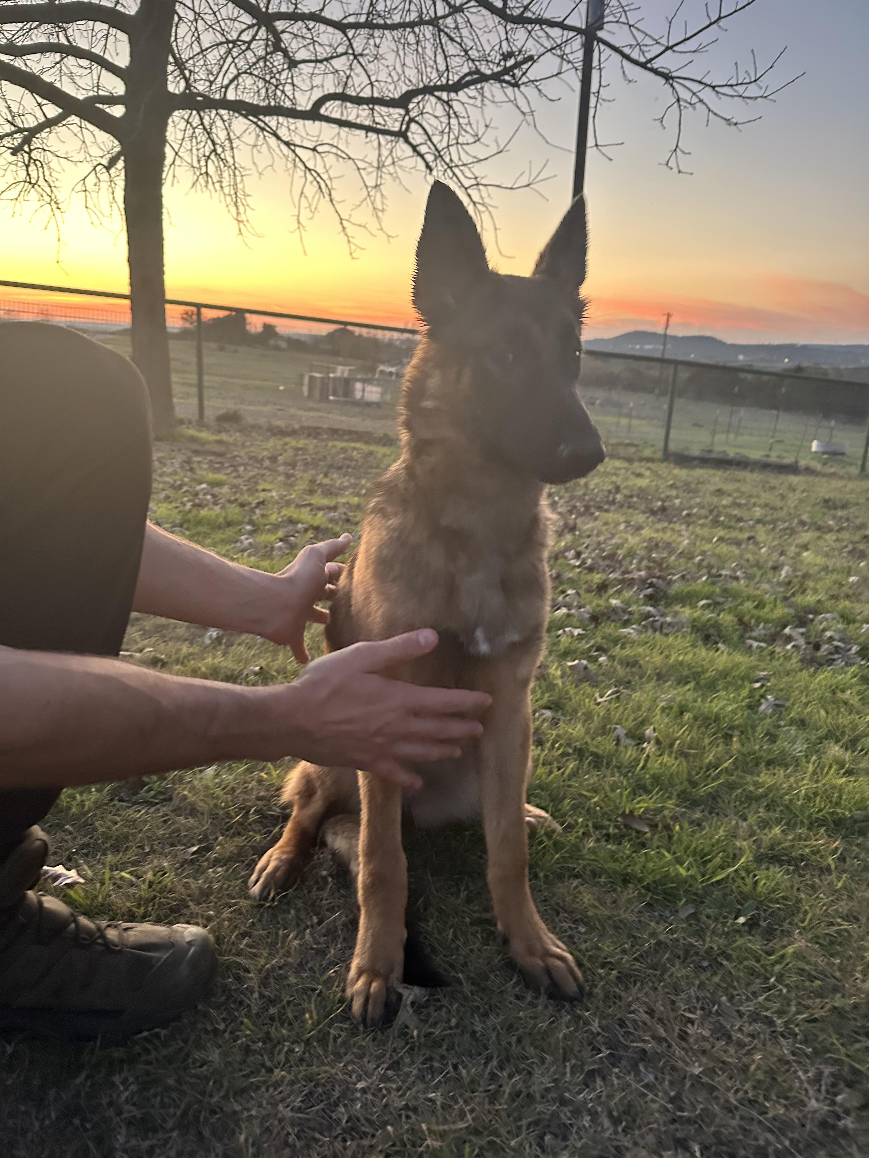 Enlarge Frankie, a Adopted Belgian Shepherd / Malinois in Houston , TX image 1/1