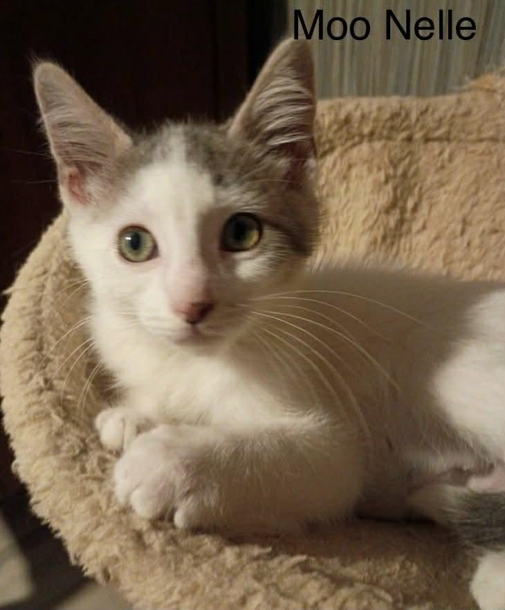 Enlarge Moo Nelle, a Adoptable Domestic Medium Hair in Livonia, MI image 4/6
