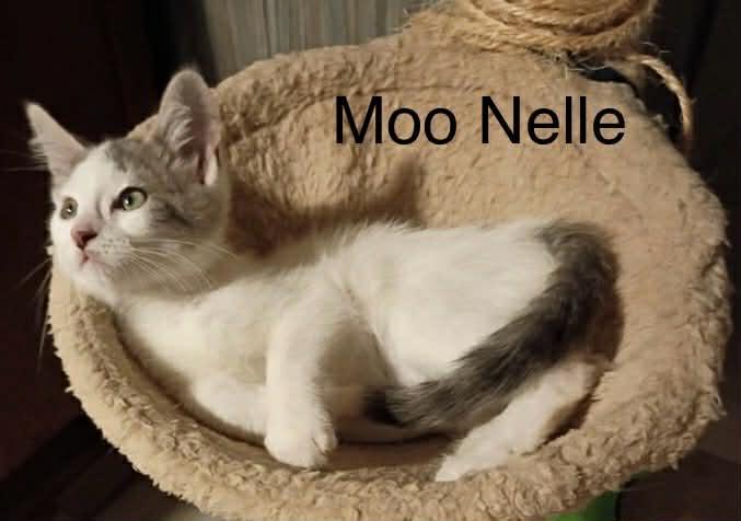 Enlarge Moo Nelle, a Adoptable Domestic Medium Hair in Livonia, MI image 2/6