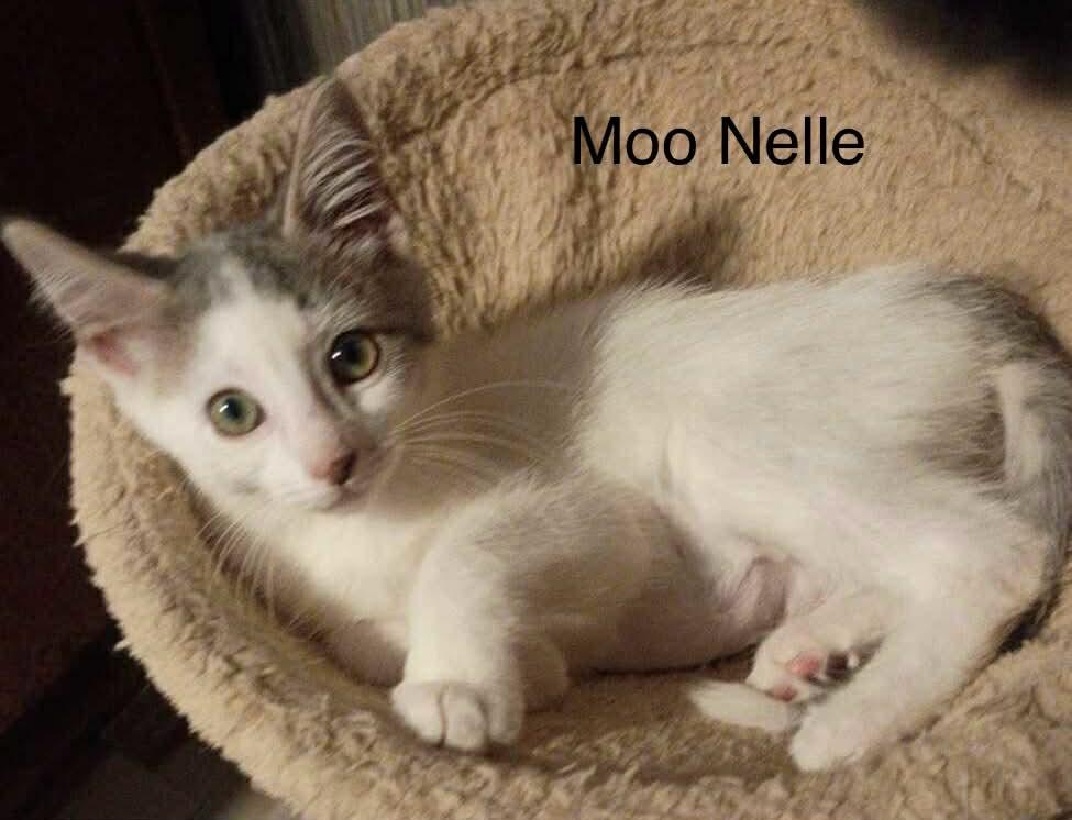 Enlarge Moo Nelle, a Adoptable Domestic Medium Hair in Livonia, MI image 3/6