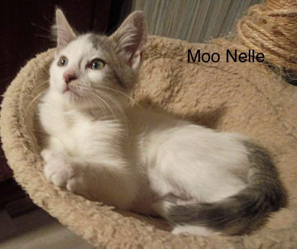 Moo Nelle, Adoptable, Kitten Female Domestic Medium Hair.