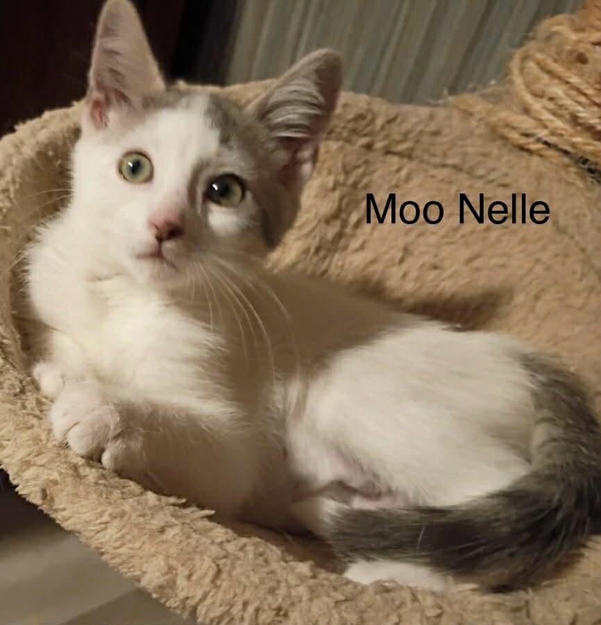 Enlarge Moo Nelle, a Adoptable Domestic Medium Hair in Livonia, MI image 5/6