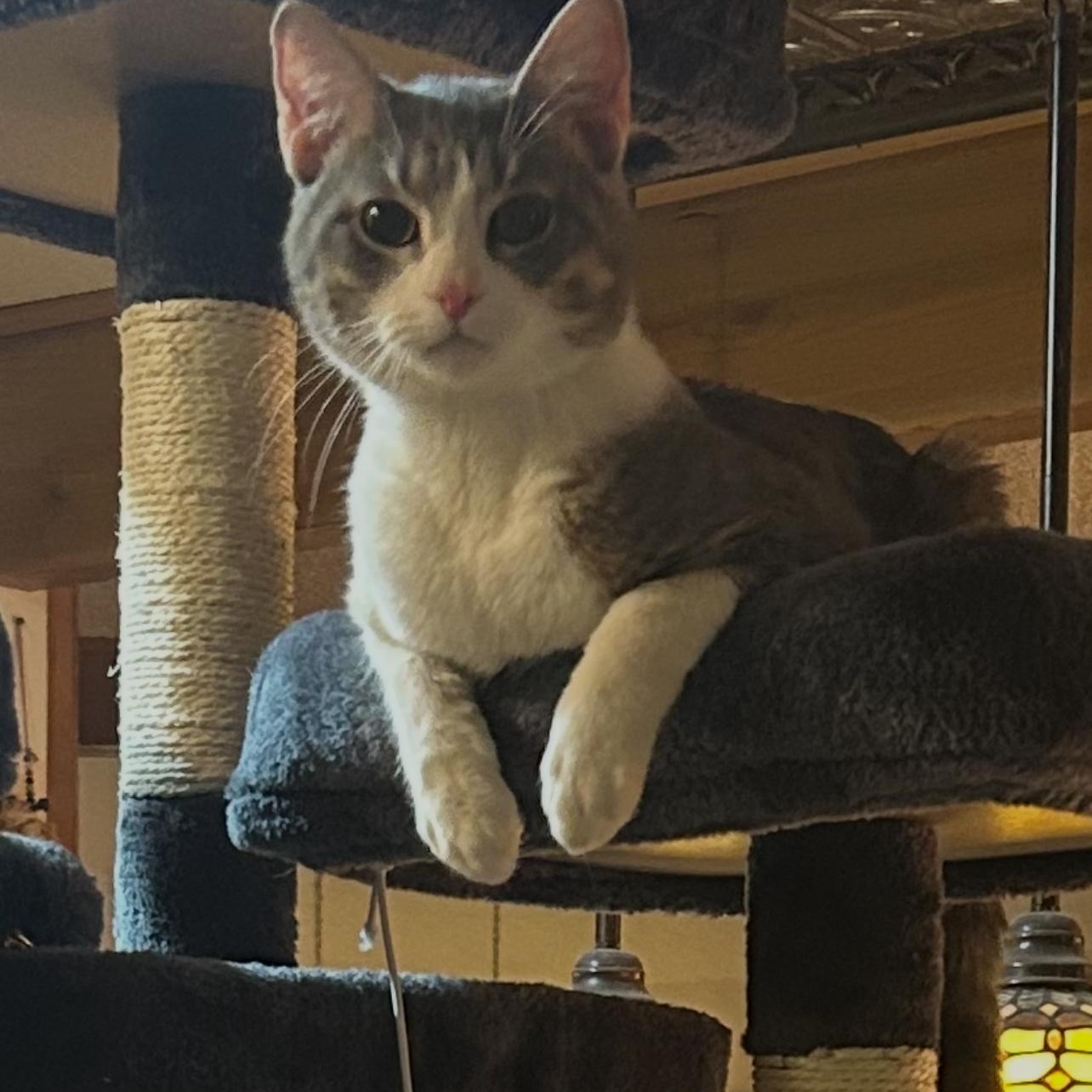 GRANITE, a Adoptable Domestic Short Hair in Staten Island, NY image 2/4