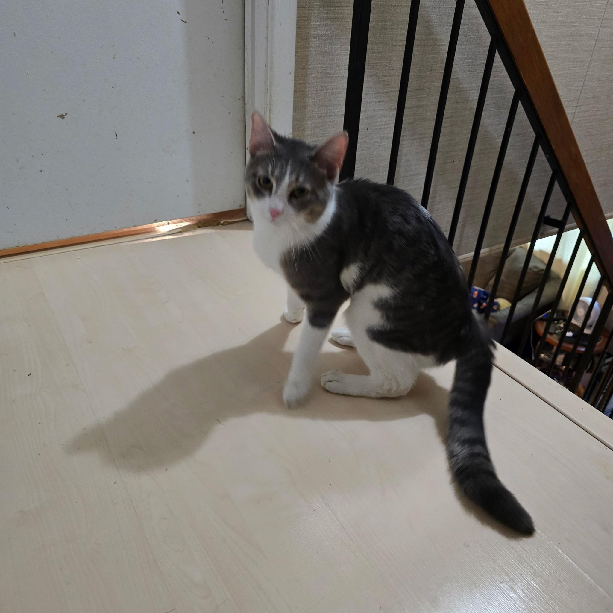 GRANITE, a Adoptable Domestic Short Hair in Staten Island, NY image 3/4