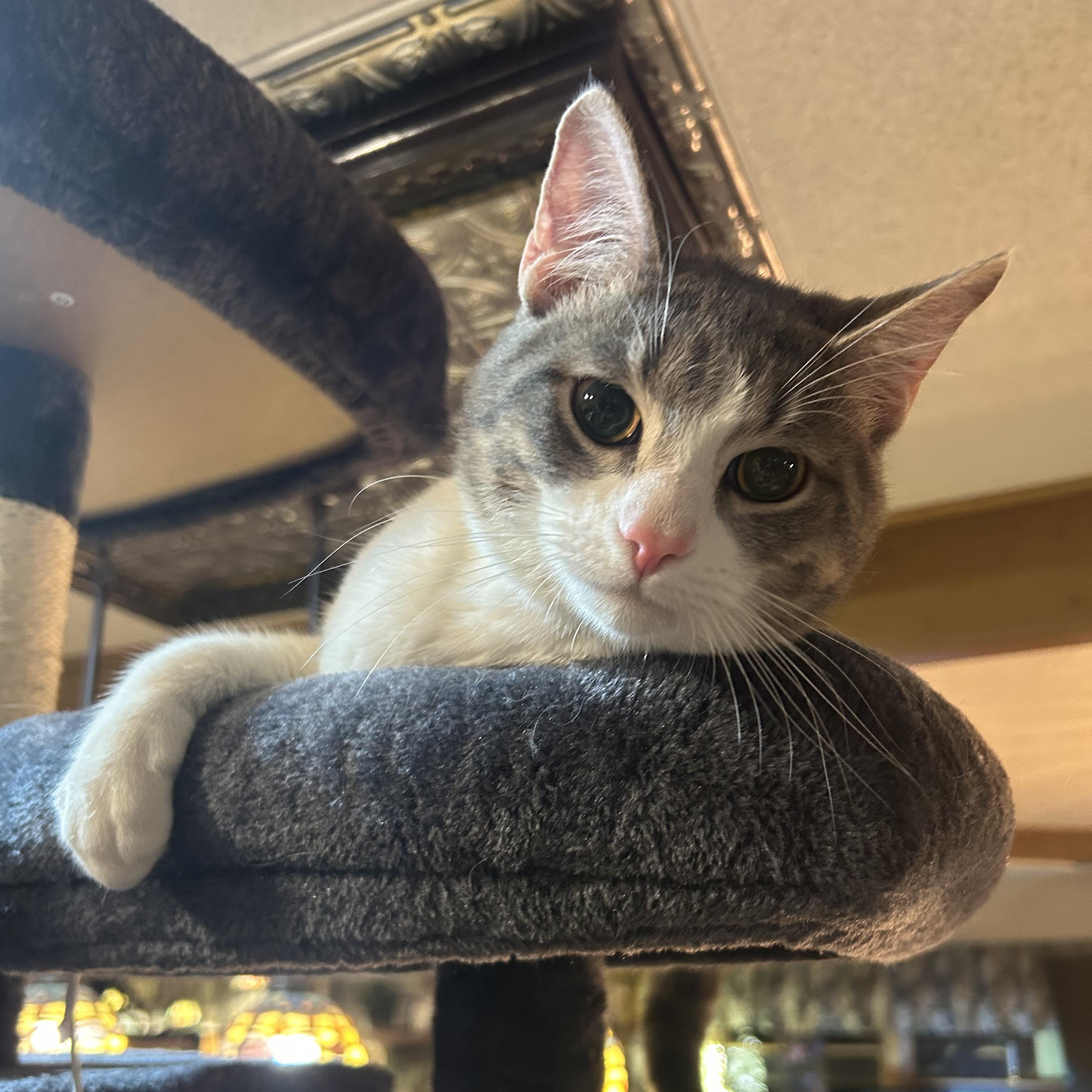 GRANITE, a Adoptable Domestic Short Hair in Staten Island, NY image 1/4