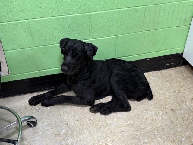 Enlarge Hank, a ADOPTABLE Bouvier des Flandres in Pasco, WA image 3/6
