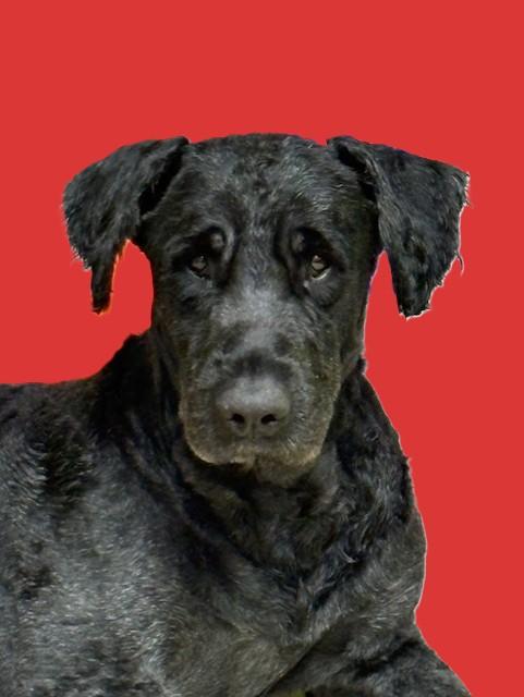 Enlarge Hank, a ADOPTABLE Bouvier des Flandres in Pasco, WA image 6/6