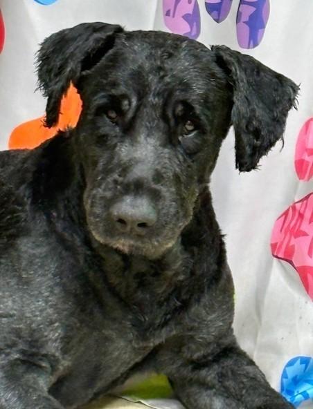 Enlarge Hank, a ADOPTABLE Bouvier des Flandres in Pasco, WA image 5/6