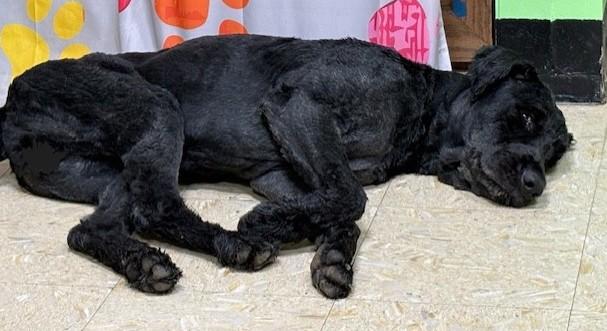 Enlarge Hank, a ADOPTABLE Bouvier des Flandres in Pasco, WA image 4/6