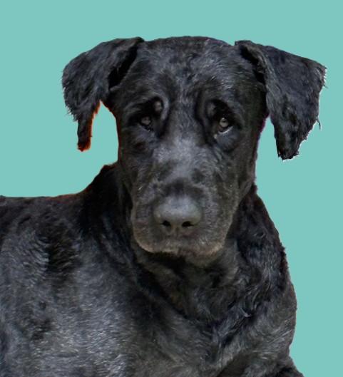 Enlarge Hank, a ADOPTABLE Bouvier des Flandres in Pasco, WA image 2/6