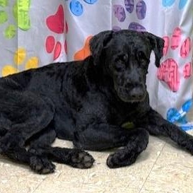 Enlarge Hank, a ADOPTABLE Bouvier des Flandres in Pasco, WA image 1/6