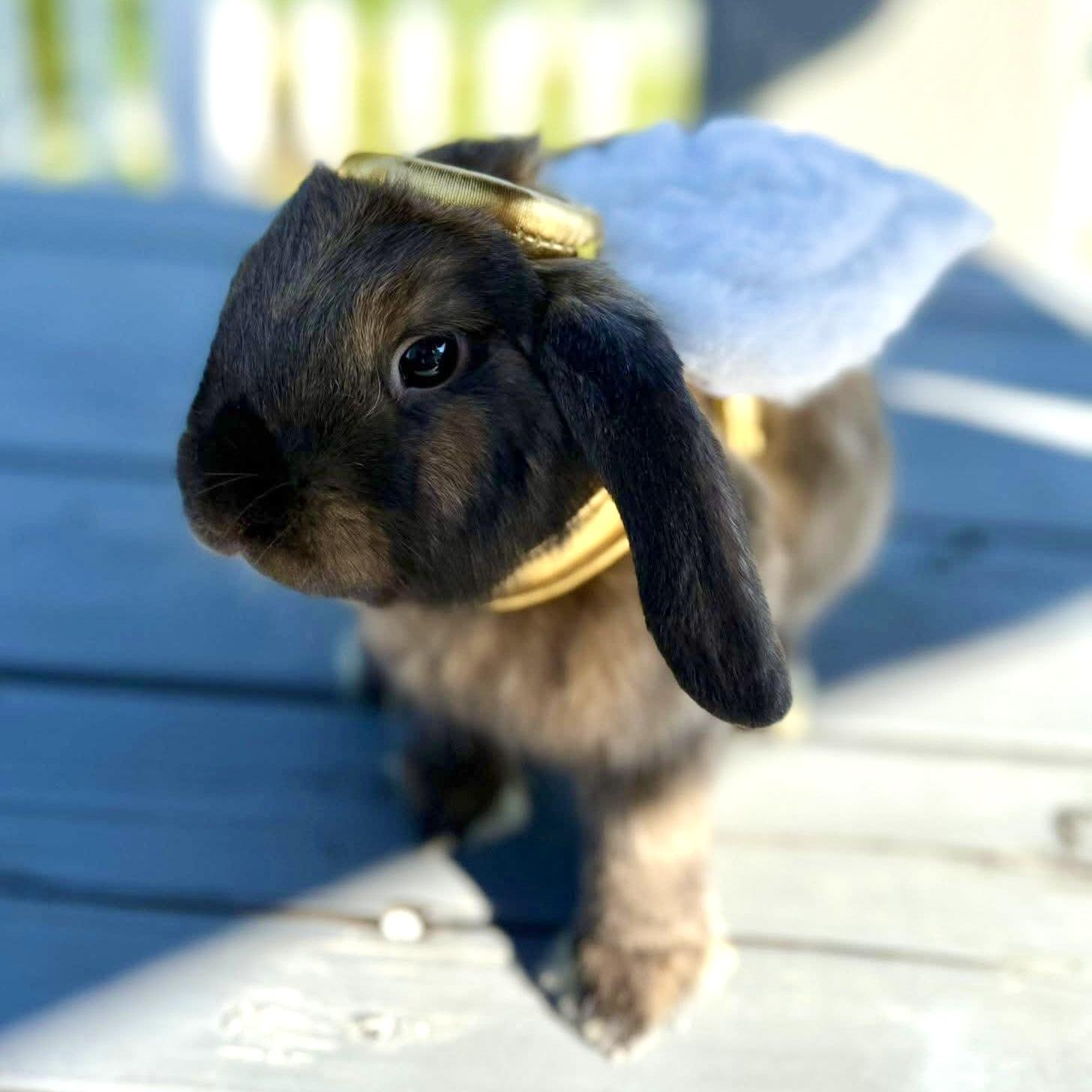 Poppy, Heather, Daisy, & Alyssa, a Adoptable Holland Lop in Edgewood, MD image 1/6