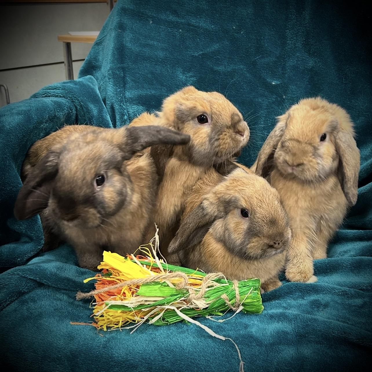 Poppy, Heather, Daisy, & Alyssa