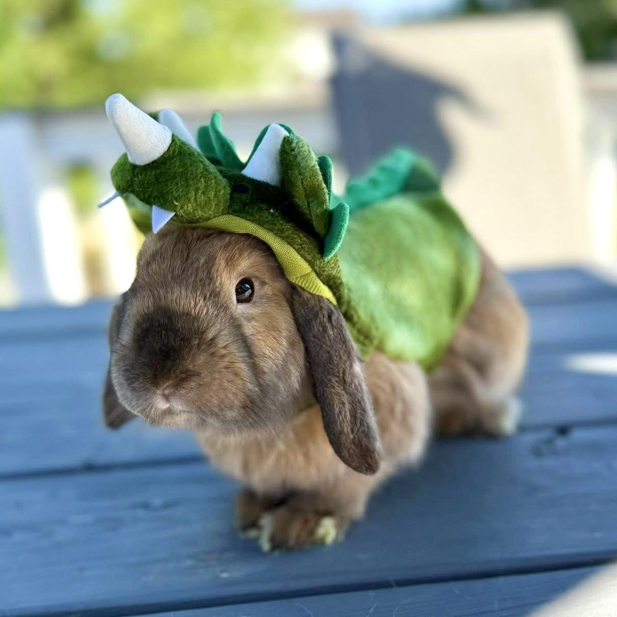 Poppy, Heather, Daisy, & Alyssa, a Adoptable Holland Lop in Edgewood, MD image 3/6