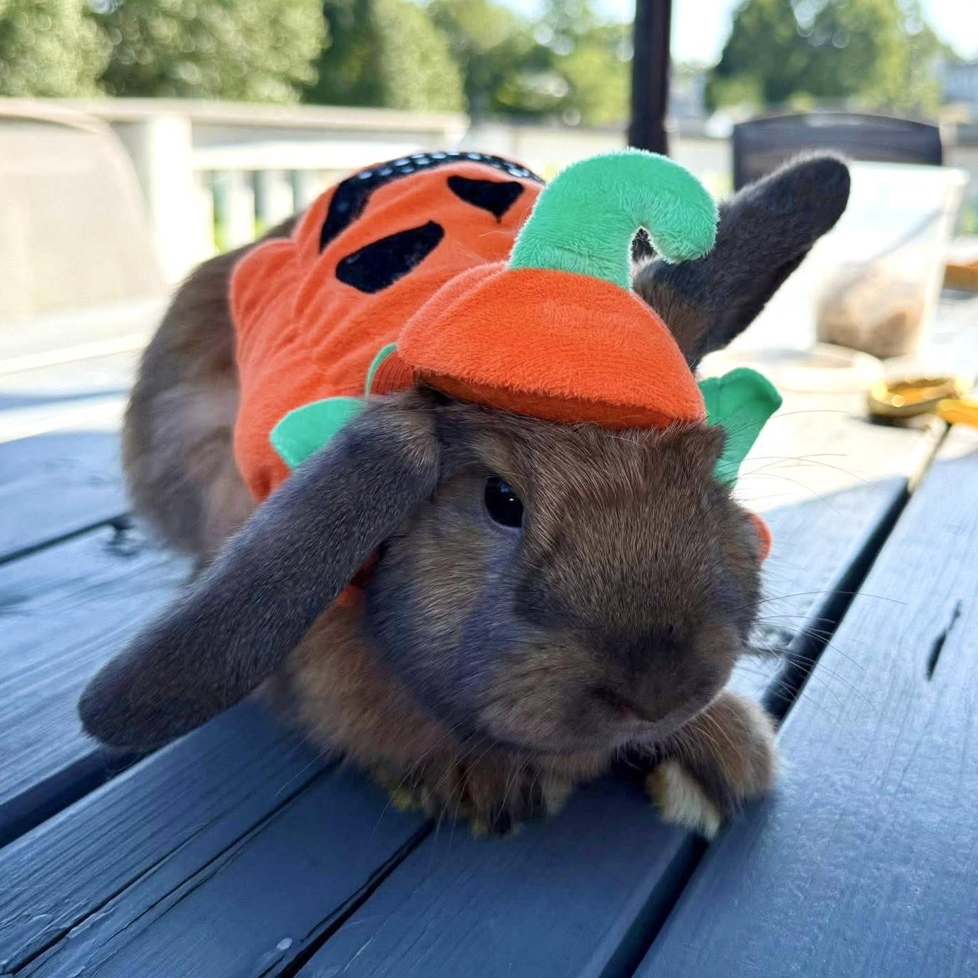 Poppy, Heather, Daisy, & Alyssa