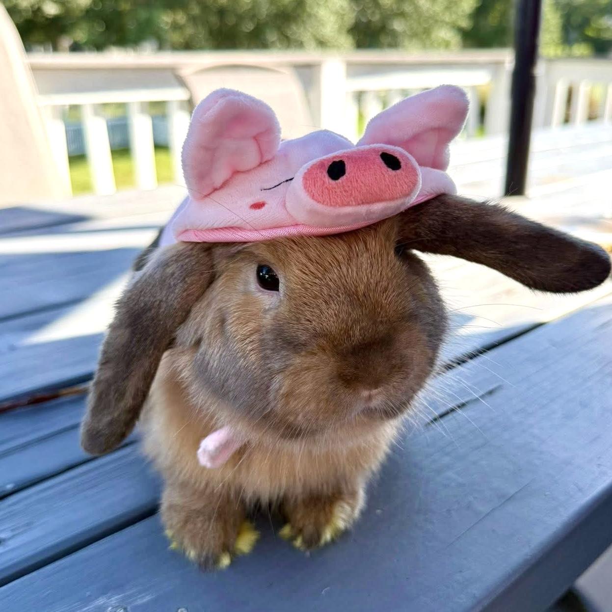 Poppy, Heather, Daisy, & Alyssa, a Adoptable Holland Lop in Edgewood, MD image 5/6