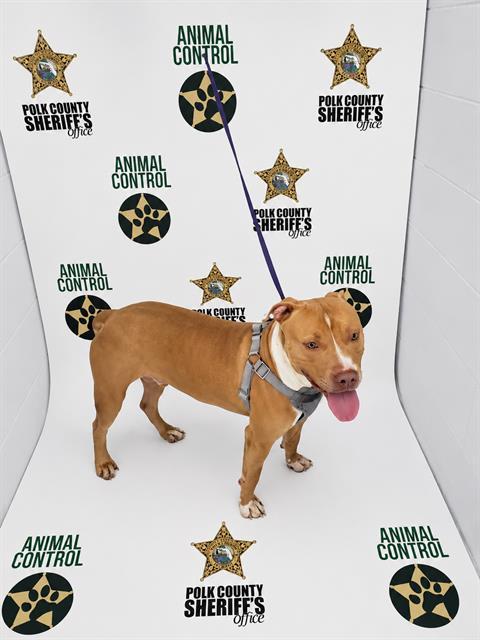 BUSTER, Adoptable, Young Male American Bulldog & Mixed Breed.