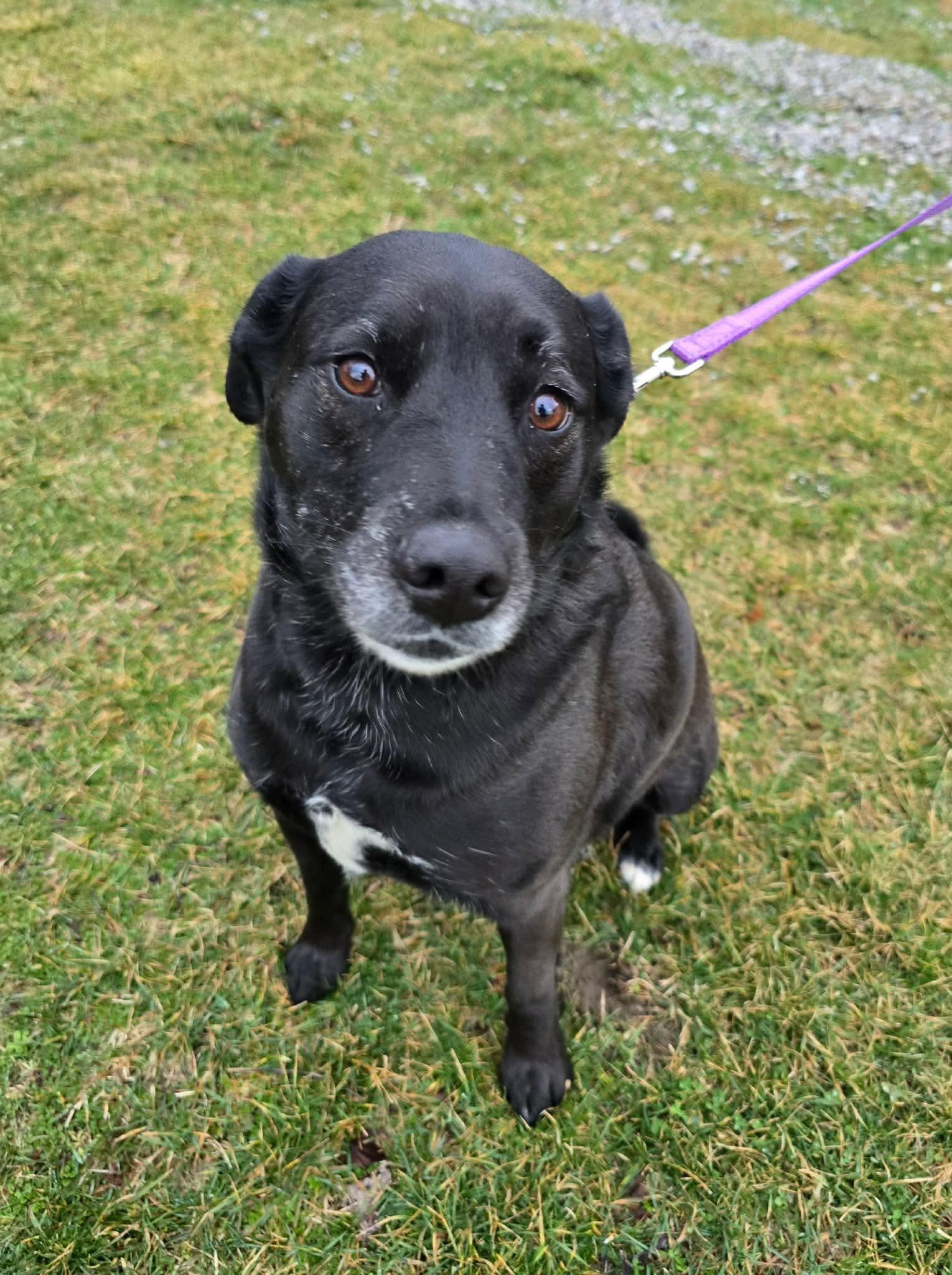 Rosie, ADOPTABLE, Adult Female Labrador Retriever.