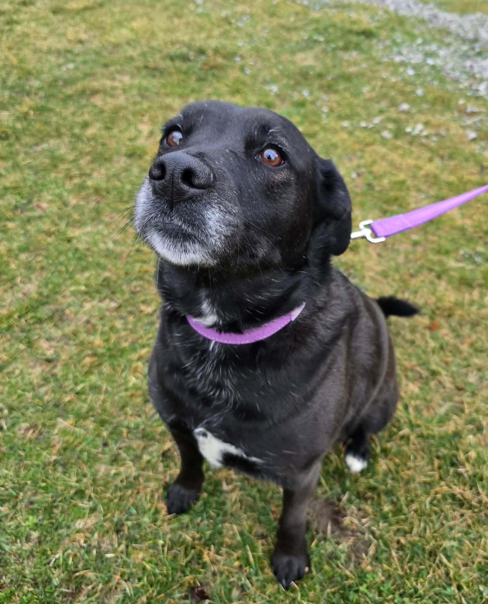 Enlarge Rosie, a ADOPTABLE Labrador Retriever in St. Clairsville, OH image 3/3
