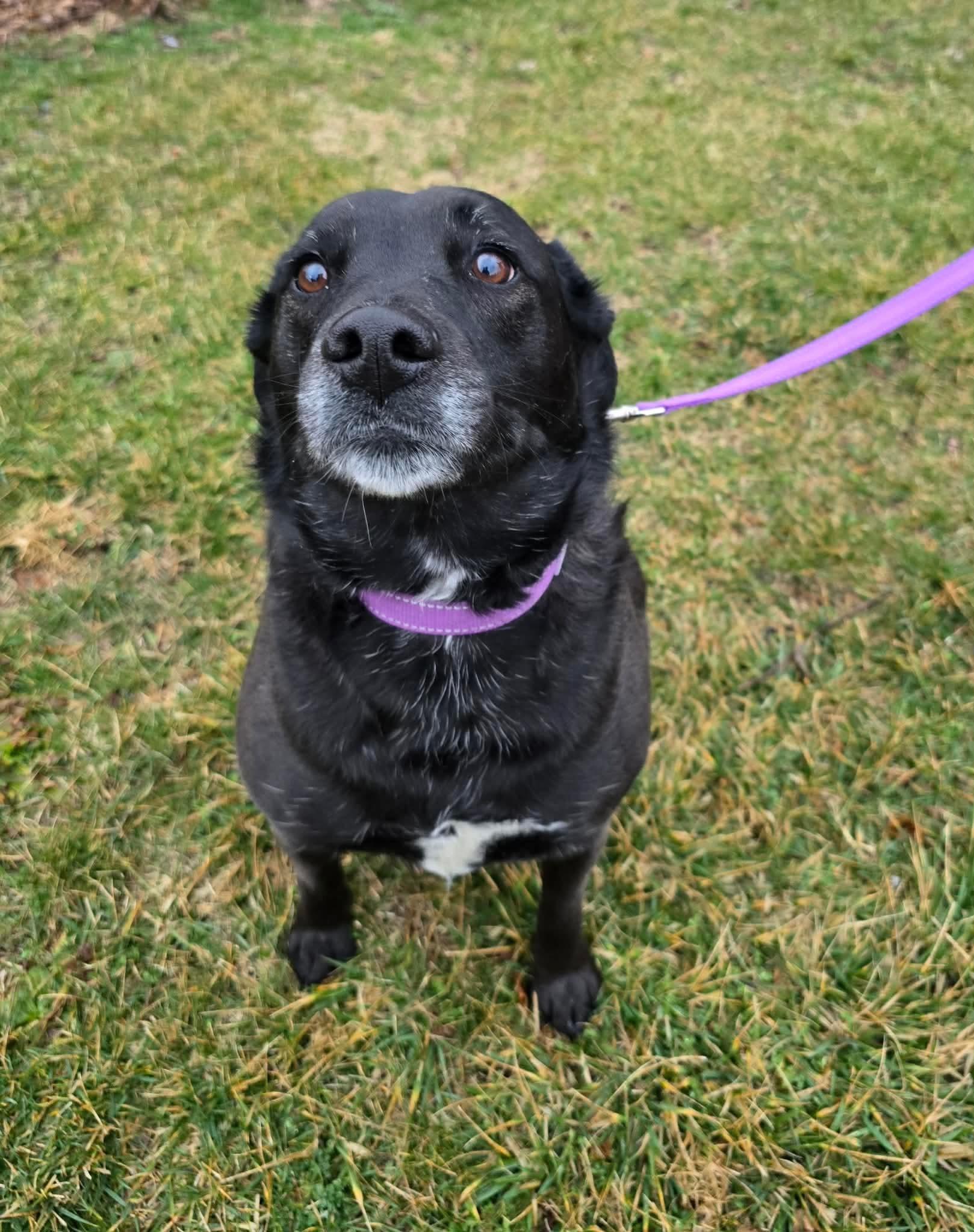 Enlarge Rosie, a ADOPTABLE Labrador Retriever in St. Clairsville, OH image 2/3