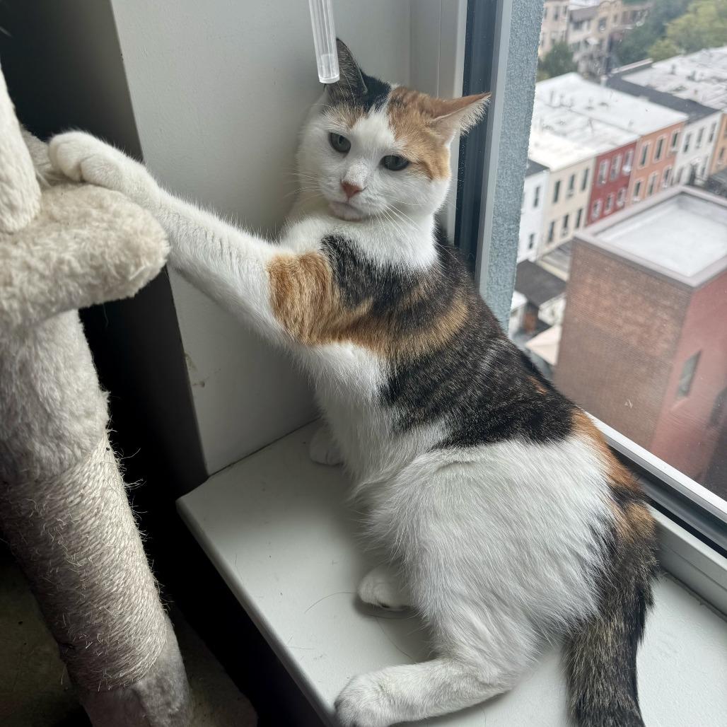 Trixie — thumbnail 2