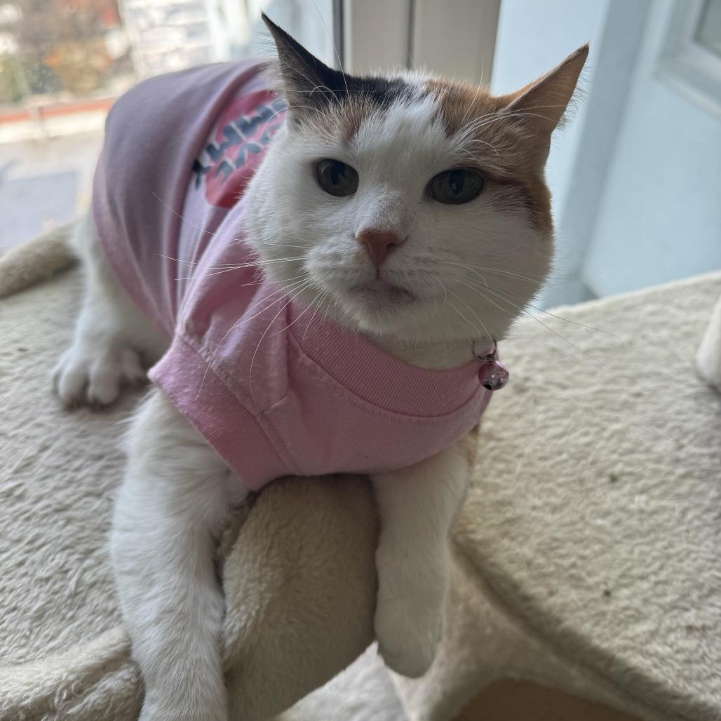 Trixie — thumbnail 3