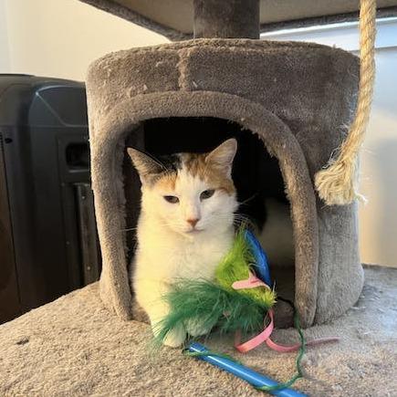 Trixie — thumbnail 4