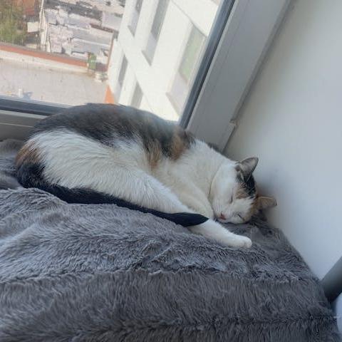 Trixie — thumbnail 5