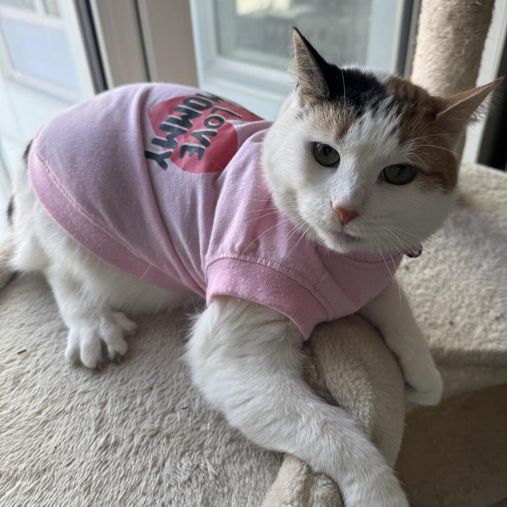 Trixie — thumbnail 6