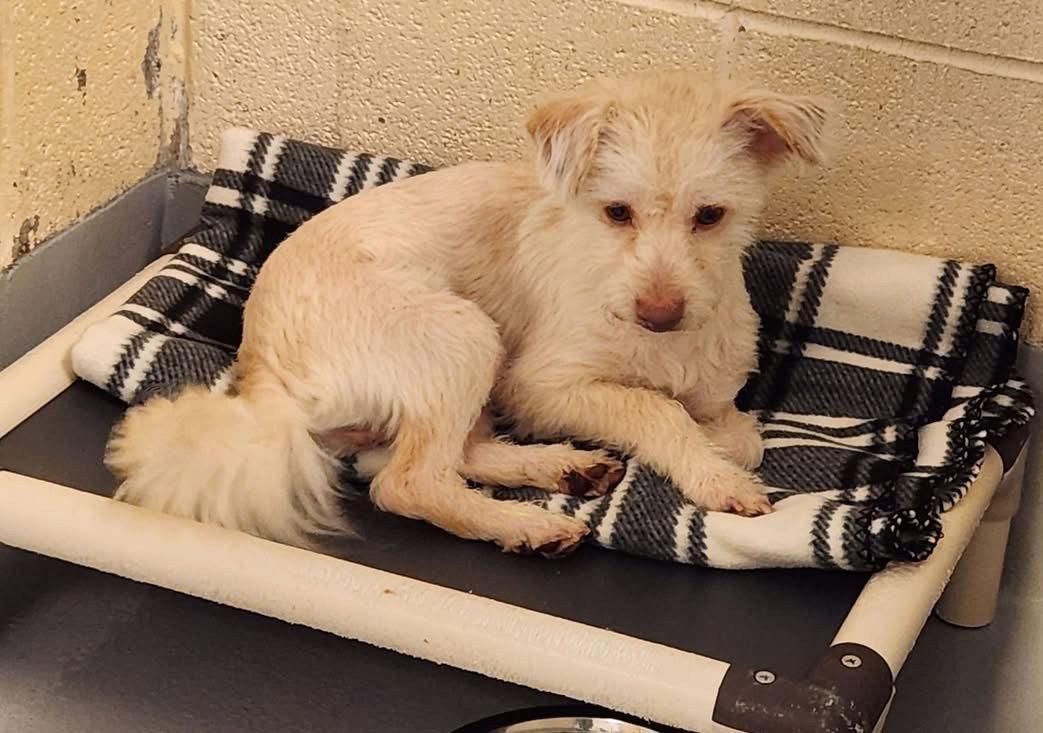 Stuart, Adopted, Adult Male Terrier.