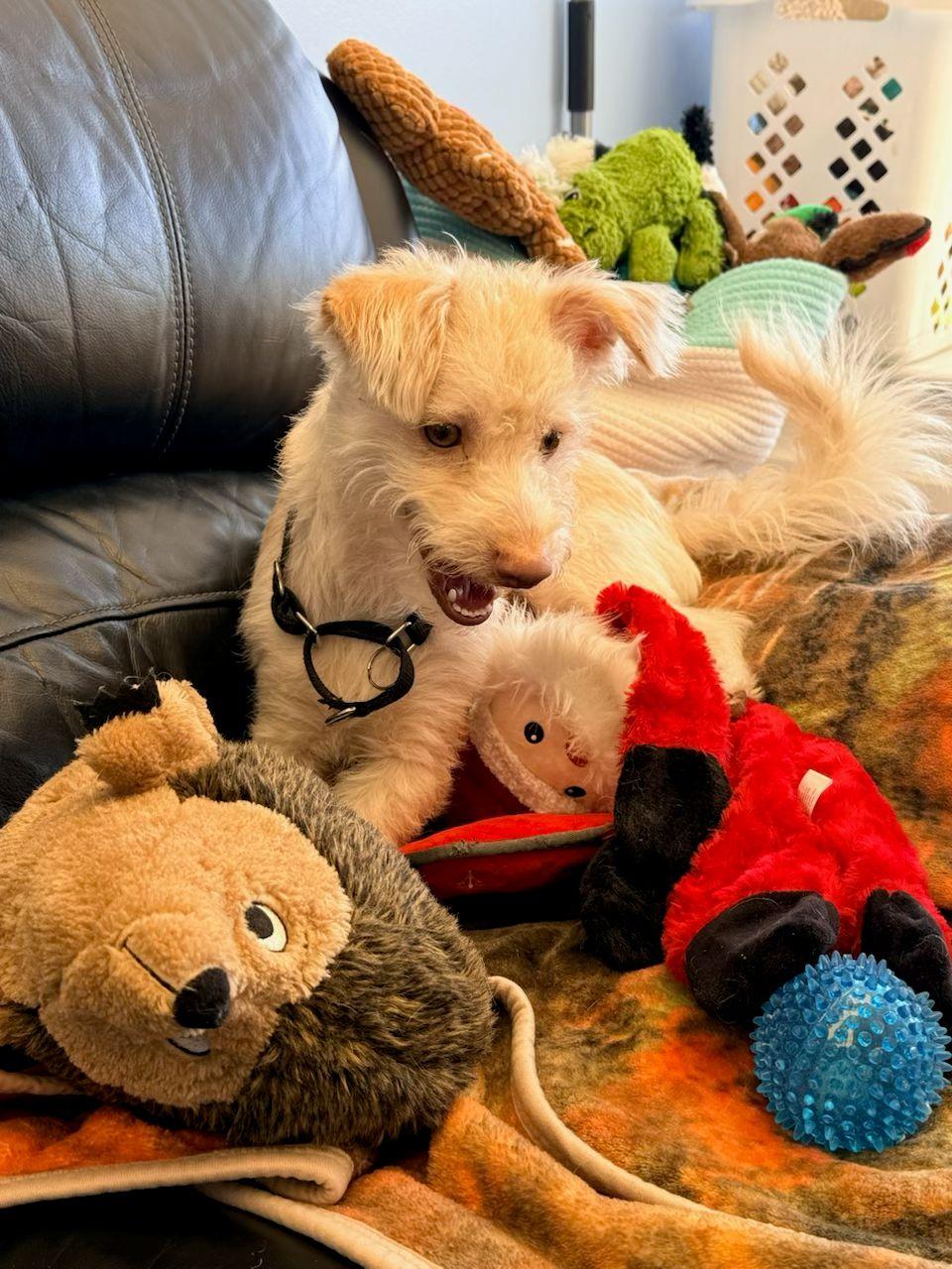 Enlarge Stuart, a Adopted Terrier in Cliffwood, NJ image 2/3