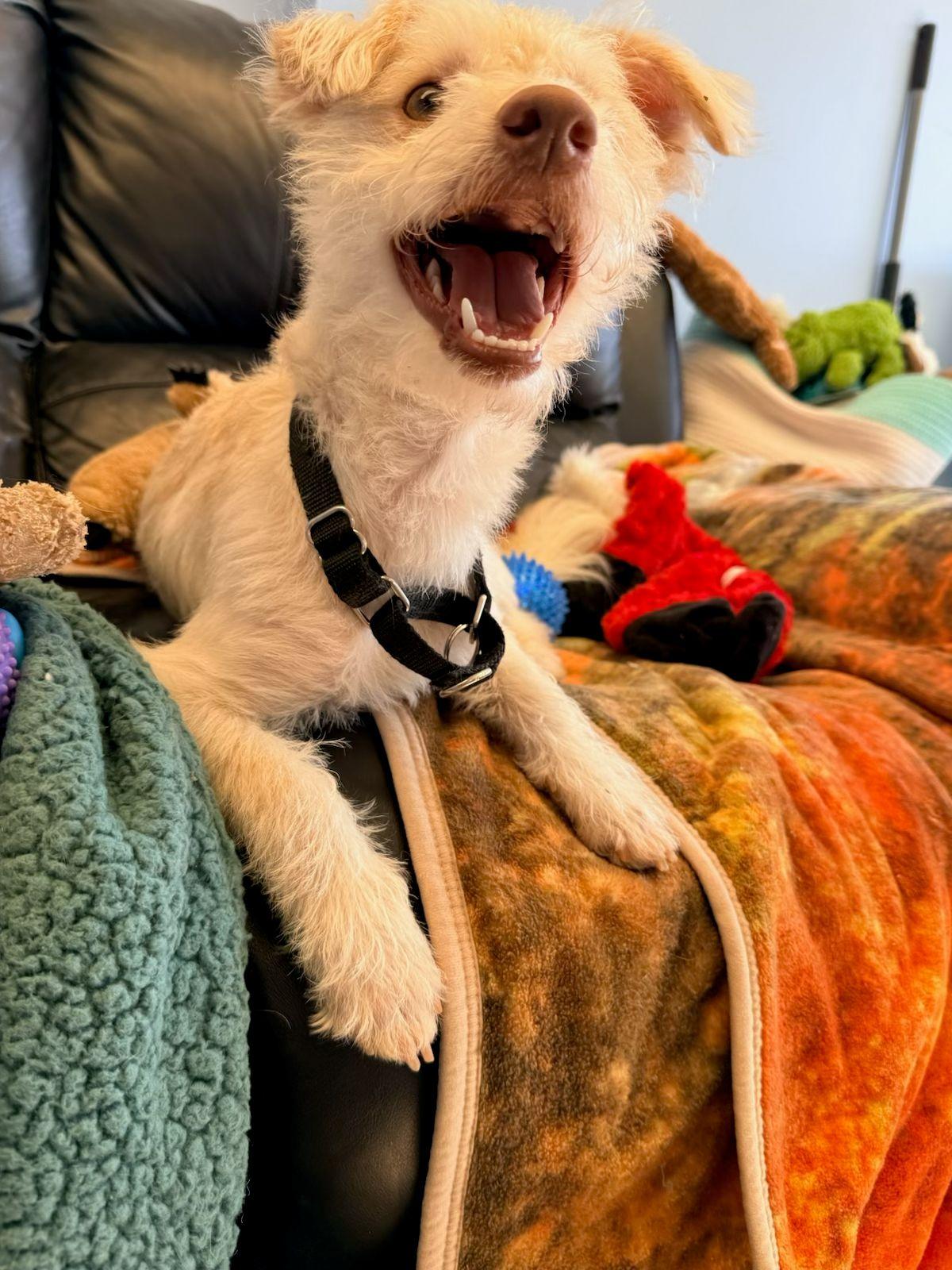 Enlarge Stuart, a Adopted Terrier in Cliffwood, NJ image 3/3