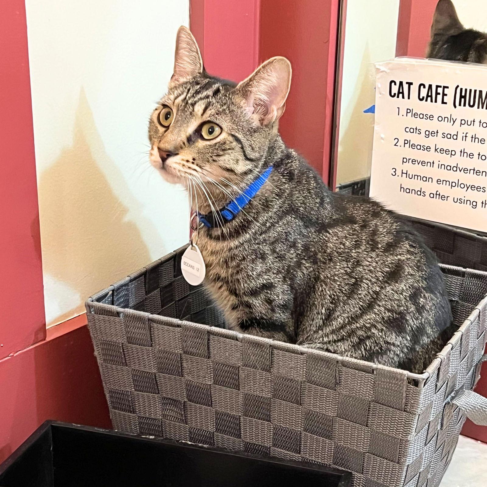 Enlarge Ocean's 12, a Adoptable Domestic Short Hair in Brooklyn, NY image 1/3